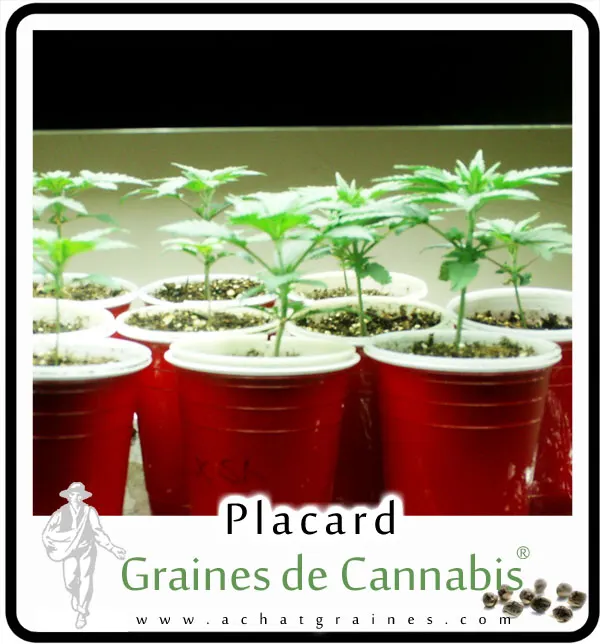 Cannabis en Placard