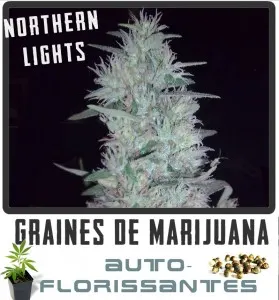 cannabis auto florisantes northern-lights