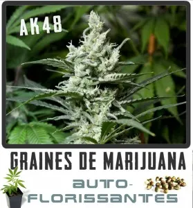 Graines de cannabisauto-florisant