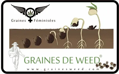 Graines de beuh et cannabis