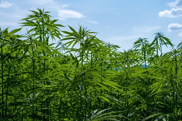 boutures cannabis