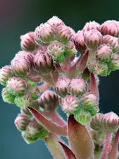 Des fleurs mâles du cannabis