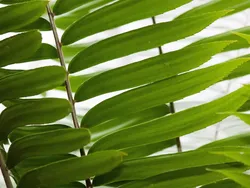 Des fleur femelles de cannabis