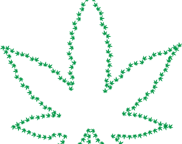male ou femelle cannabis