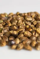 Une plante de cannabis mâle