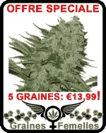 Acheter graines de cannabis