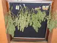 sechage cannabis