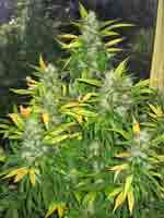 floraison tete de cannabis