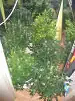floraison tete de cannabis