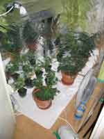 plantation cannabis