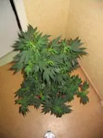 croissance cannabis